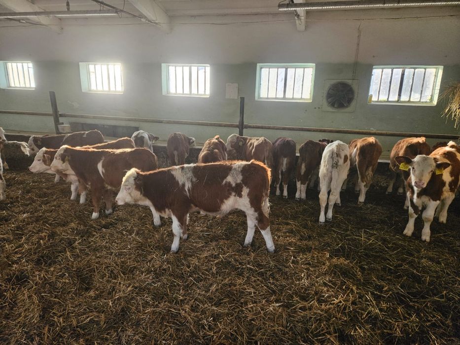 Byczki Opasy Odsadki Simental Mięsny Super Materiał