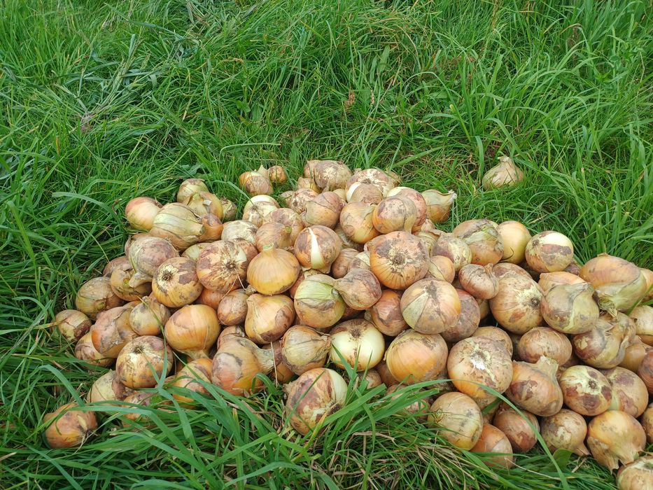 Cebula żółta -  sprzedam