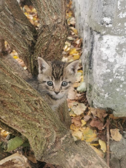 3 miesięczne kociaki