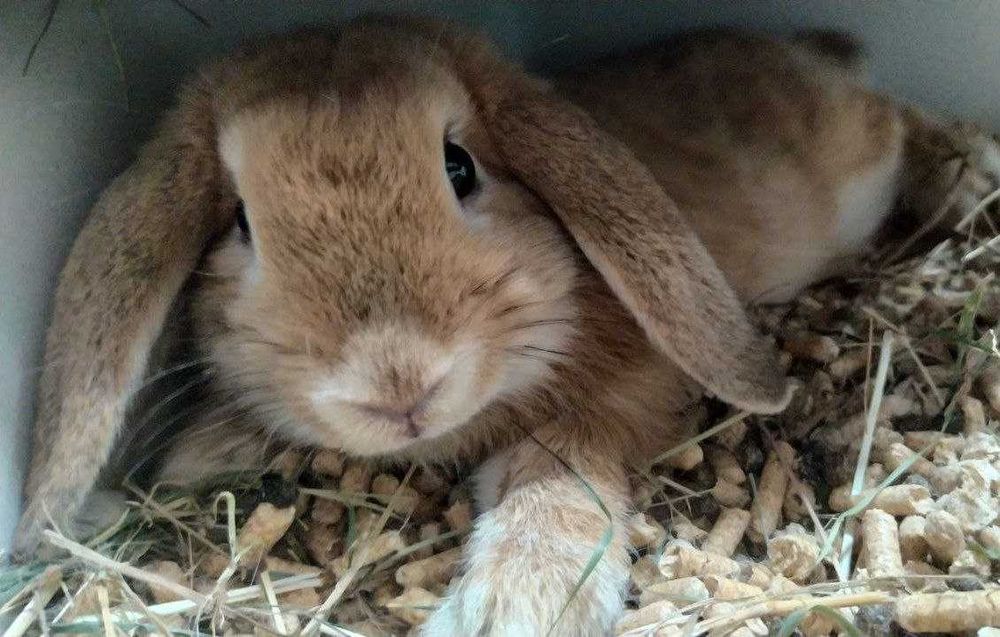 Два кролики в добрі руки, хлопці кастровані.