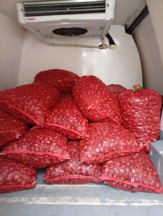 Castanha martainha grande