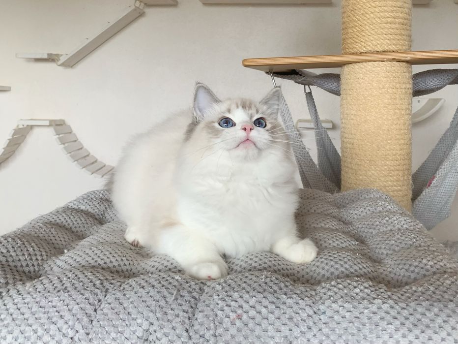 Kochany kocurek Ragdoll TEO z rodowodem FIFE