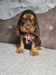 Cocker spaniel angielski- piesek czekoladowo podpalany