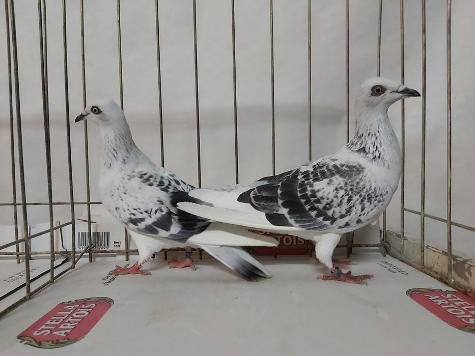 Gołębie Jasne Pasiaki