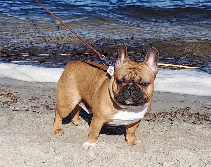 Французский бульдог, вязка. Француз-хлопчик шукає дівчинку для в’язки