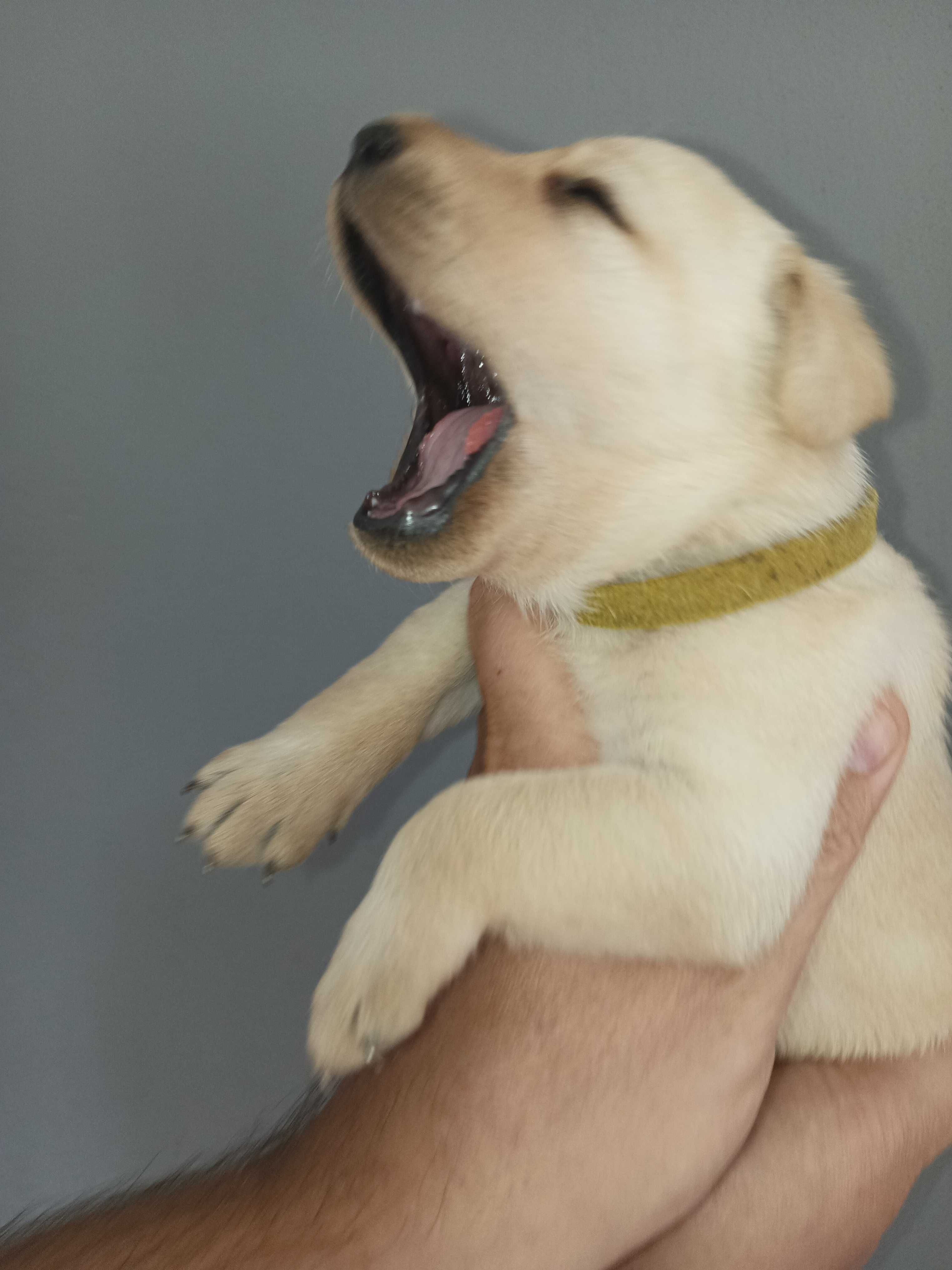 już są Labrador LABIK Retriever - badania genetyczne i RTG