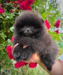 Unikatowy Czarny pomeranian Szpic miniaturowy Zkwp FCI XXS Mini