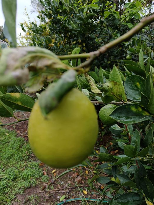 Iimas fruto vários kilos