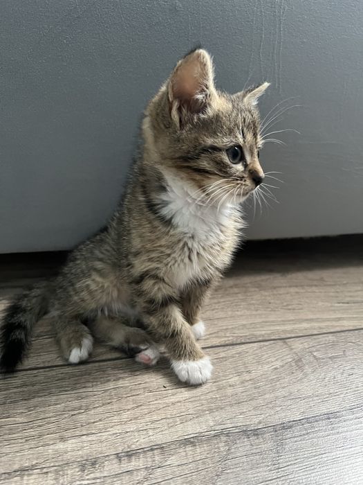 Котики в добрі руки