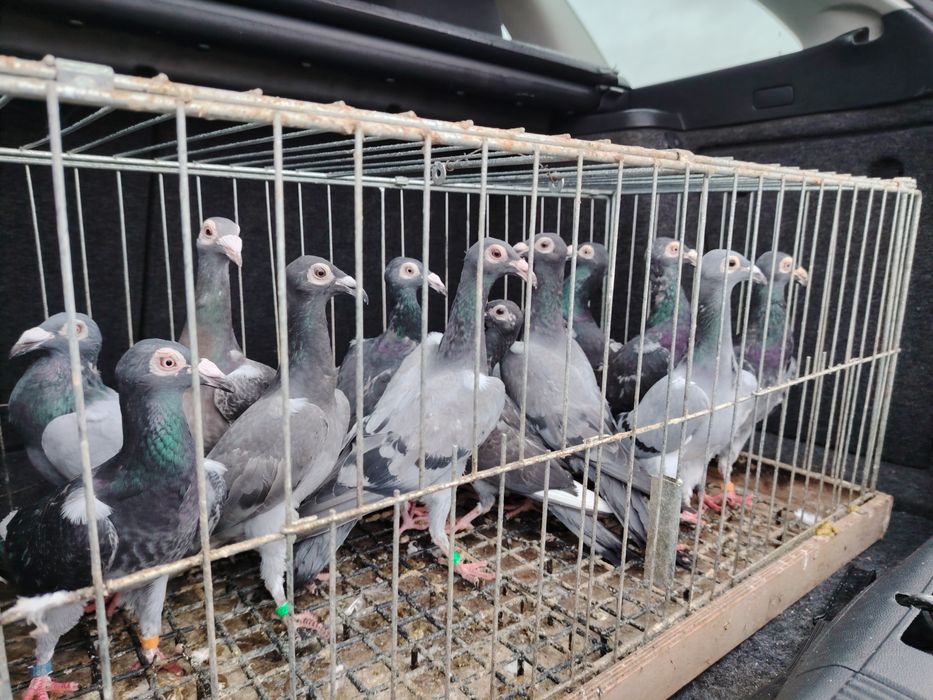 Listonosz Polski, Likwidacja Hodowli