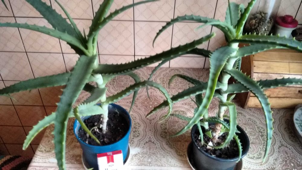 Aloes leczniczy-duże rośliny czteroletnie