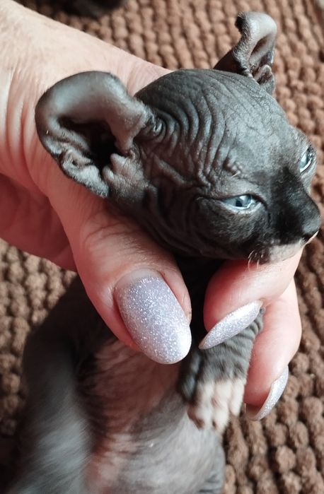 Канадский сфинкс,голубые эльфы.