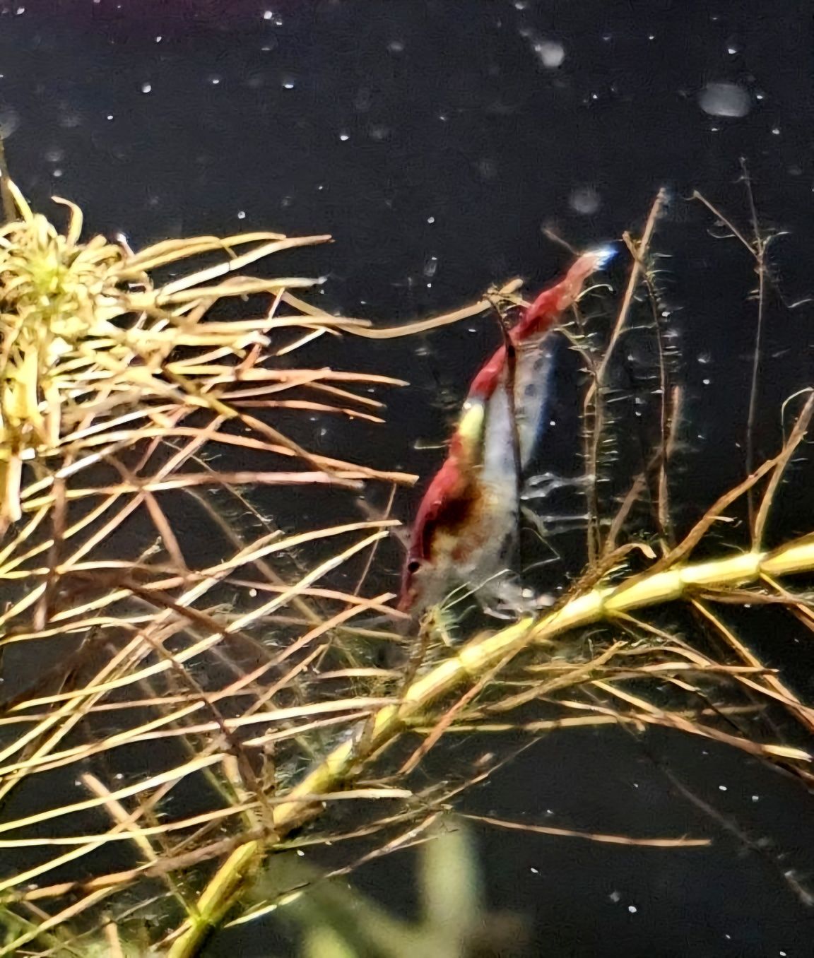 Krewetki Neocardina