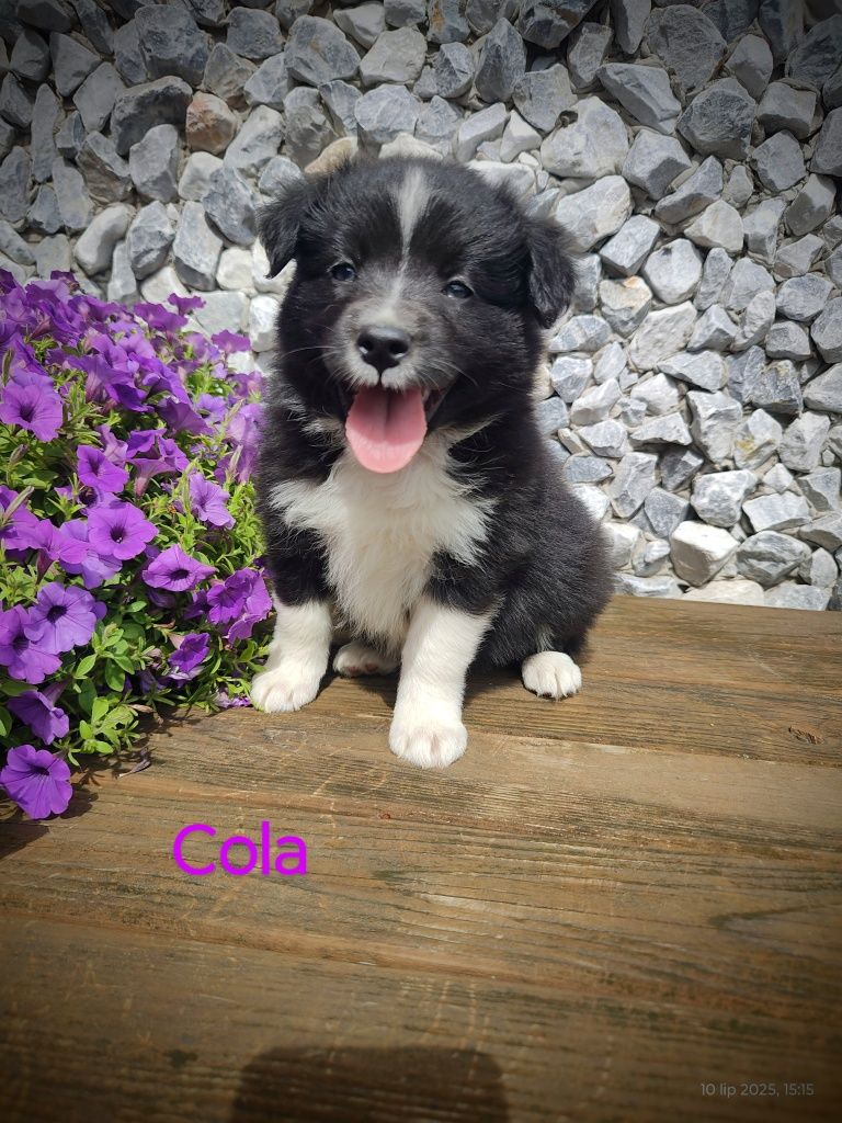 Border collie śliczna suczka przebadani rodzice
