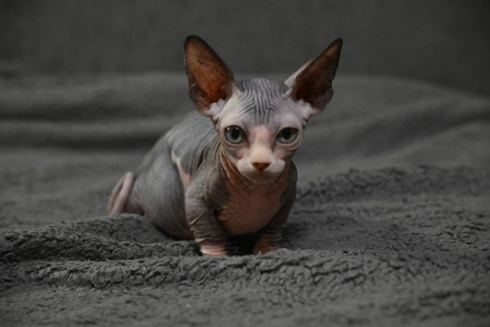 Бамбино.Мальчик.Канадский сфинкс