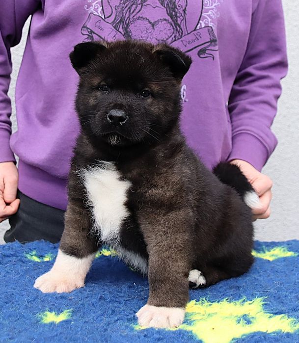 Akita Amerykańska samiec