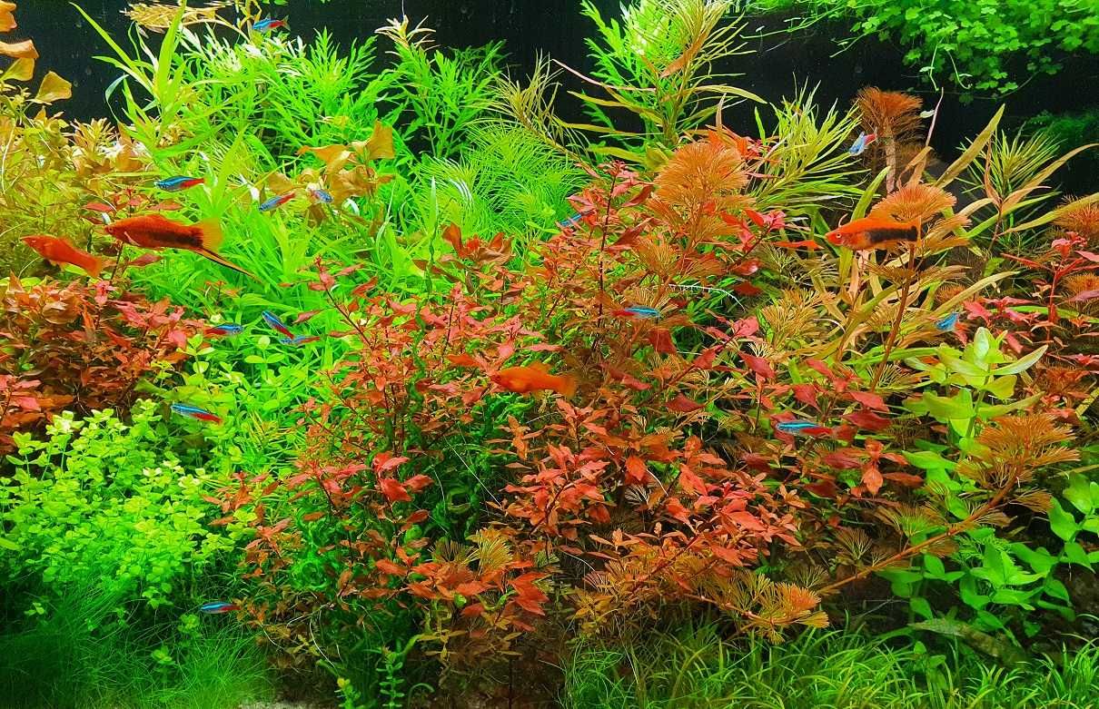 Ludwigia mini super RED (2 plan CZERWONA!)