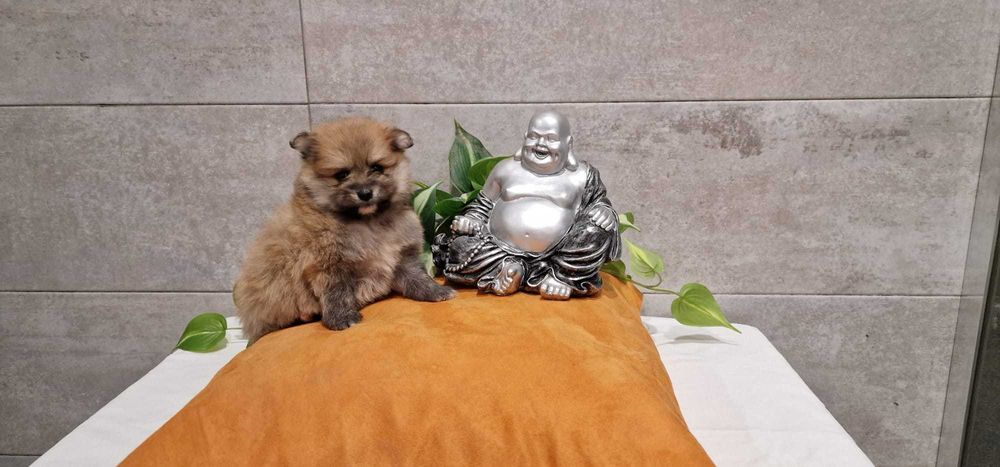 Lulu da pomerânia/Spitz Alemão anão de excelência de porte pequeno
