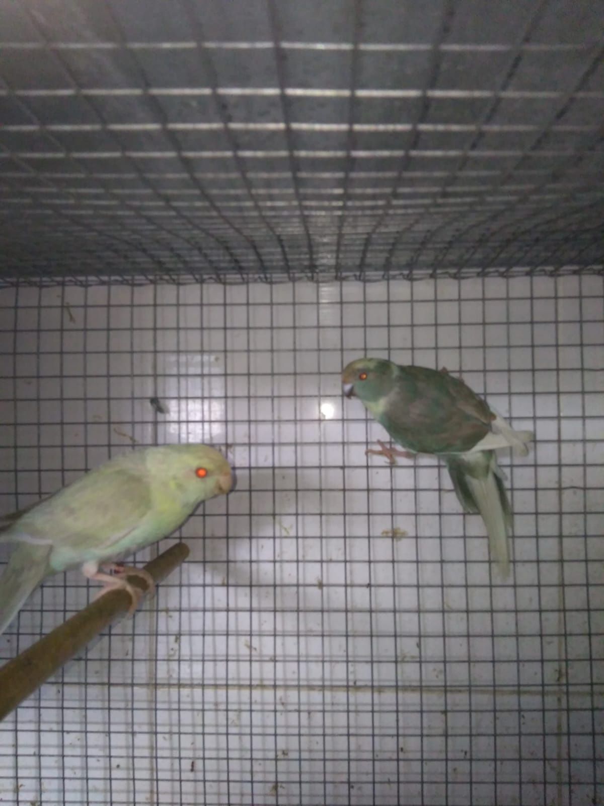 Casal kakarikis 2022