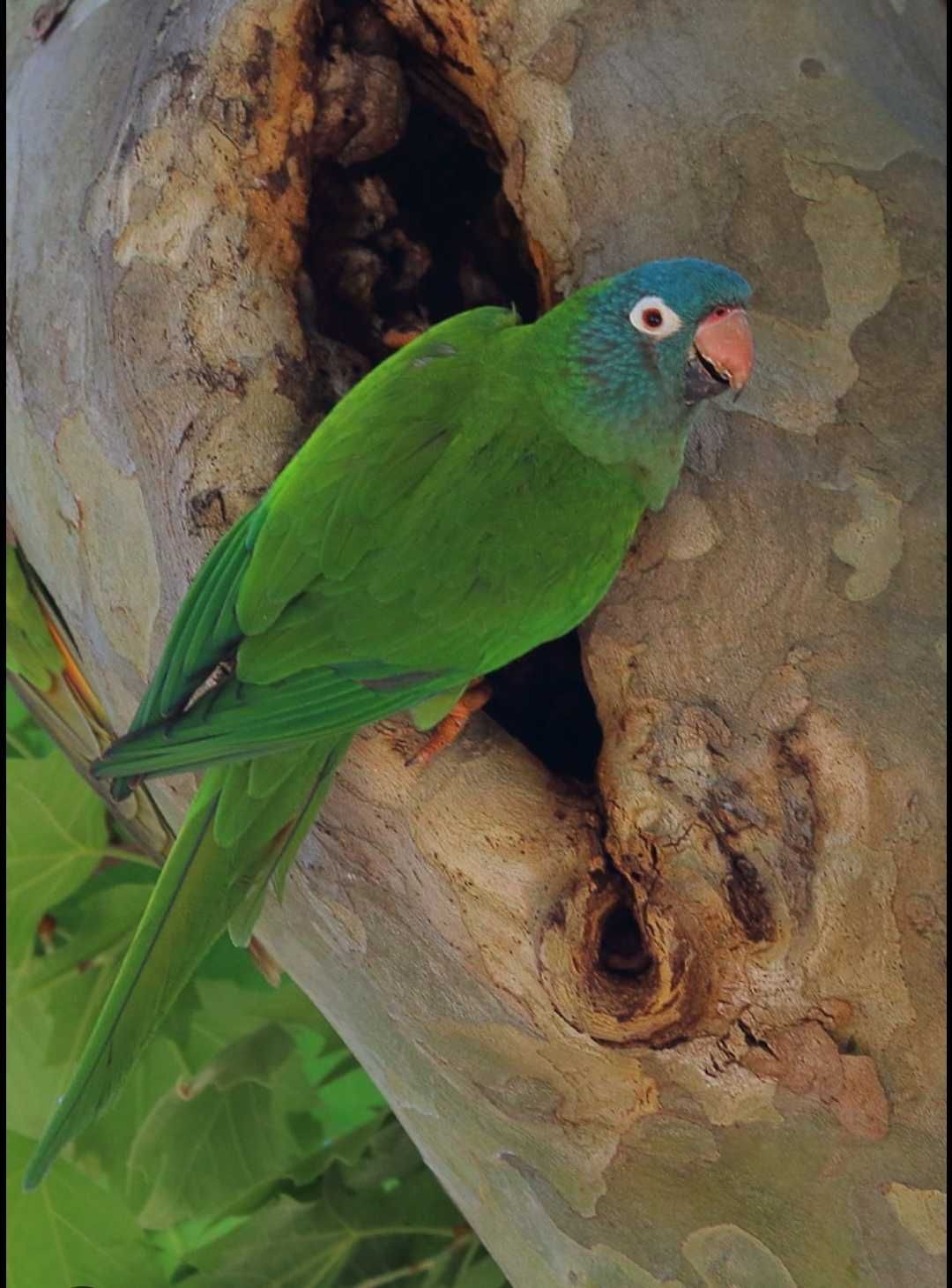 Conure de cabeça azul fêmea