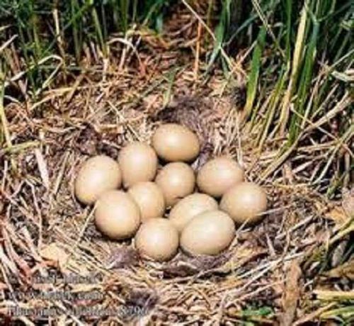 Инкубационные яйца декоративных  фазанов и куропаток