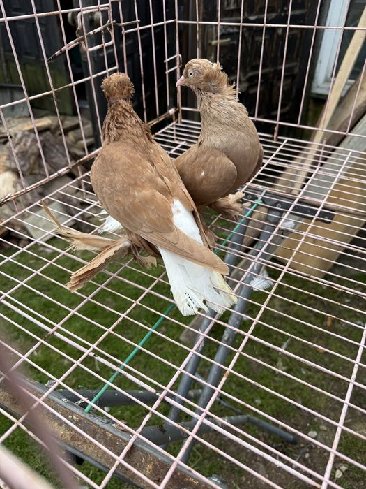 Sprzedam wiszfany zolte koroniate kosmate