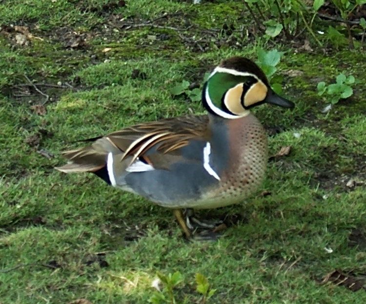 Pato mandarim de varas mutacoes