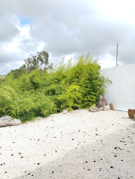Cales de babu para venda