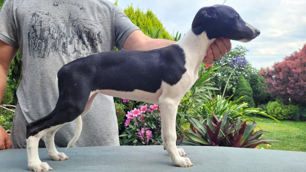 Whippet szczeniak dziewczynka