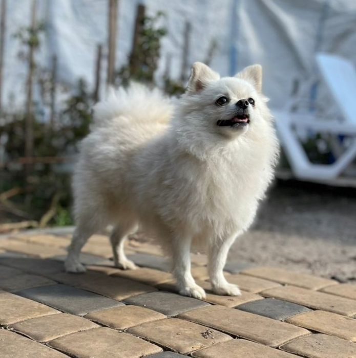 Девочка повязана шпиц продажа