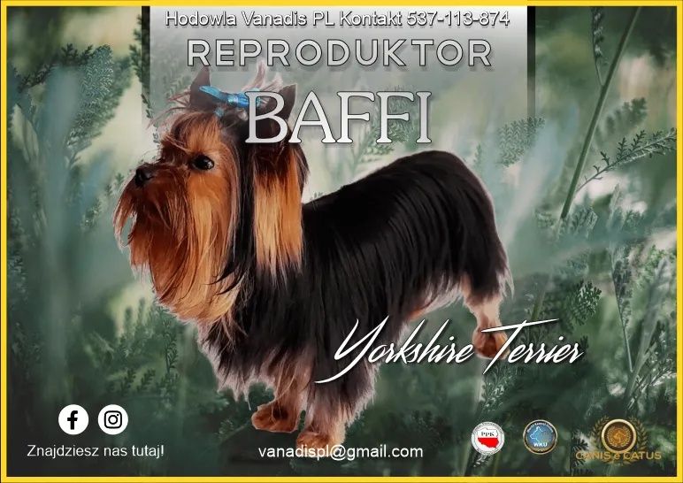 Reproduktor/Krycie Yorkshire Terrier