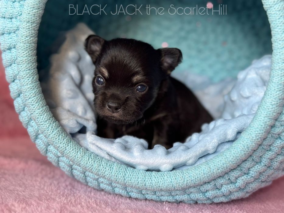 BLACK JACK pies szczenię chihuahua fci zkwp tricolor
