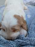 Zadki Cocker spaniel