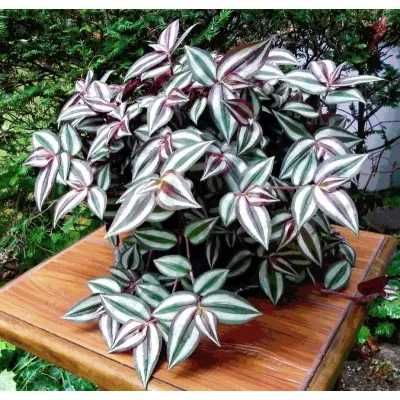 Традесканція  Бургунді  каллізія Рожева пантера Черепаха