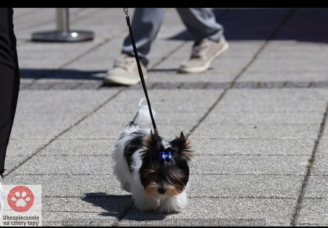 SCOOBY piękny chłopiec Yorkshire terrier