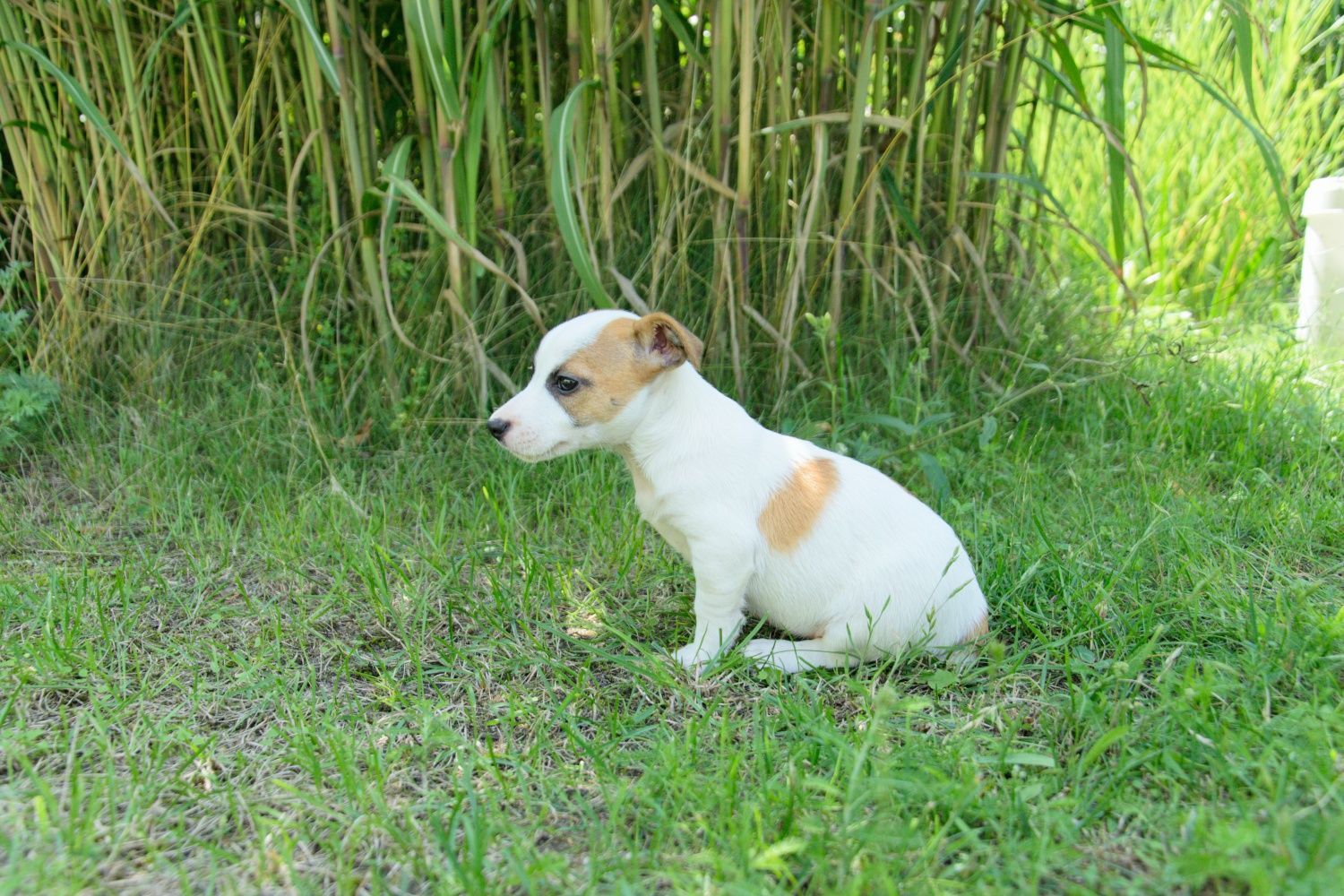Jack Russell terrier suczka gotowa do odbioru