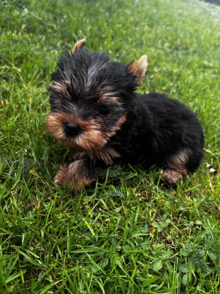 Piesek rasy Yorkshire terrier GOTOWY DO ODBIORU