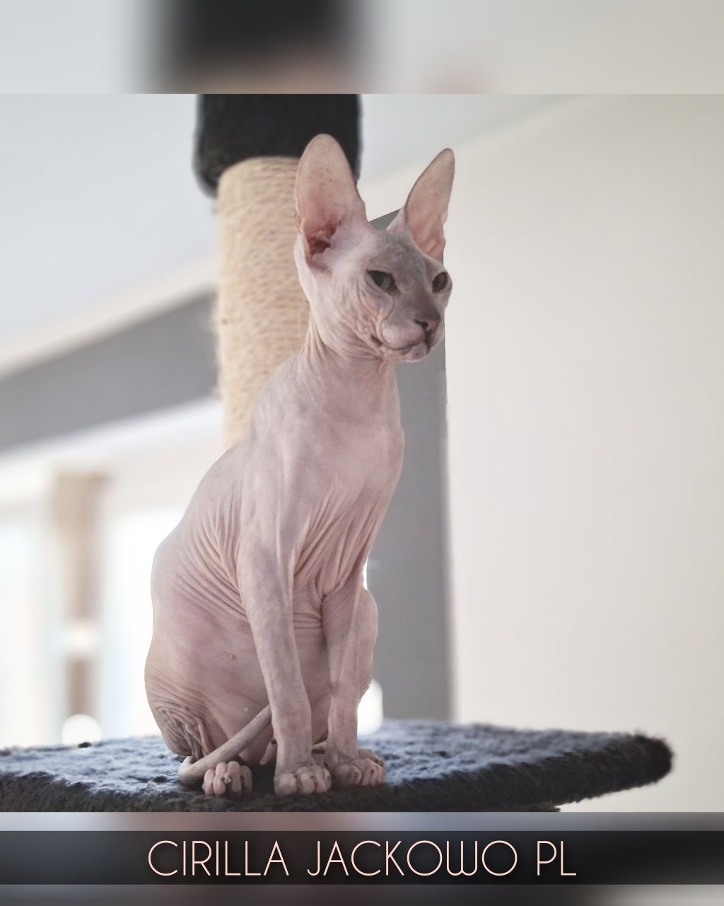 Sfinks Doński/Don Sphynx, CIRILLA - piękna kotka szylkretka, miot C.