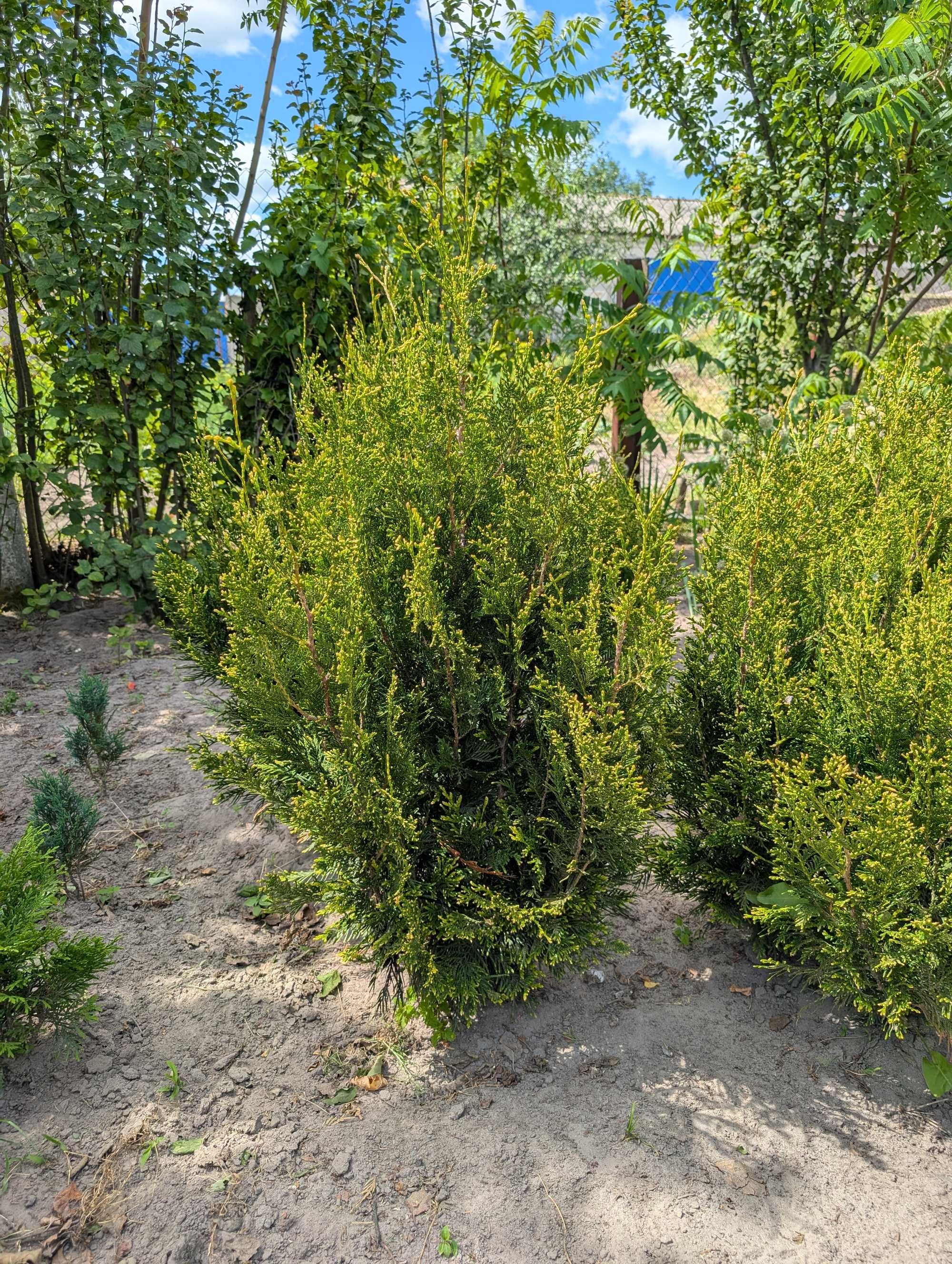 Самшит бордюрний, ТОПІАРНІ ФОРМИ, КУЛЯ, КОНУС, туя Смарагд та ін.