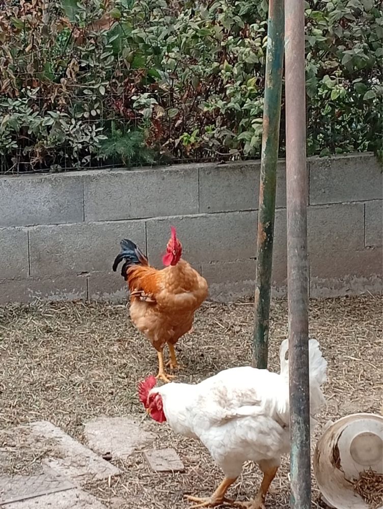 Frangos caseiros