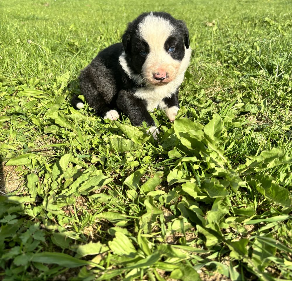 Piesek border collie gotowy do odbioru