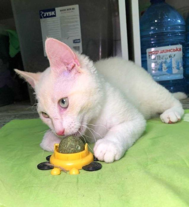 Уникальный маленький, голубоглазый котёночек Сахарочек, 4 месяца