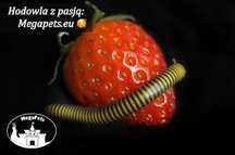 Anadenobolus monilicornis Krocionóg Wije Karaczany Mrówki Stonoga