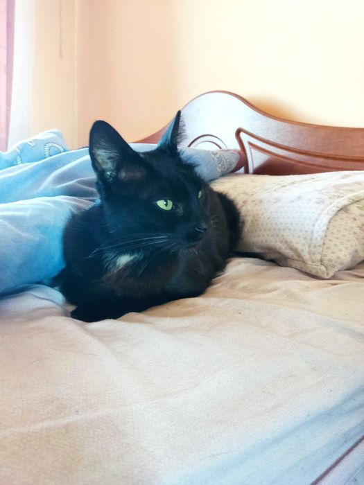 Молоденький котик красунчик шукає дім