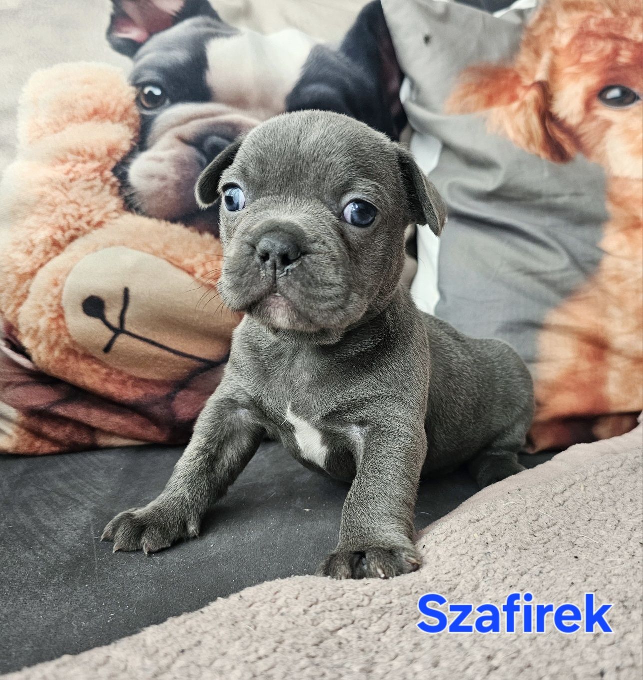 Buldog francuski chłopiec