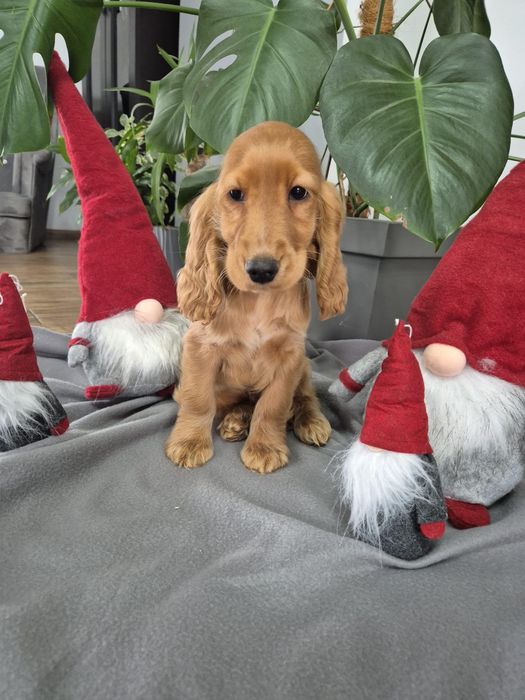 Cocker spaniel piekny szczeniak