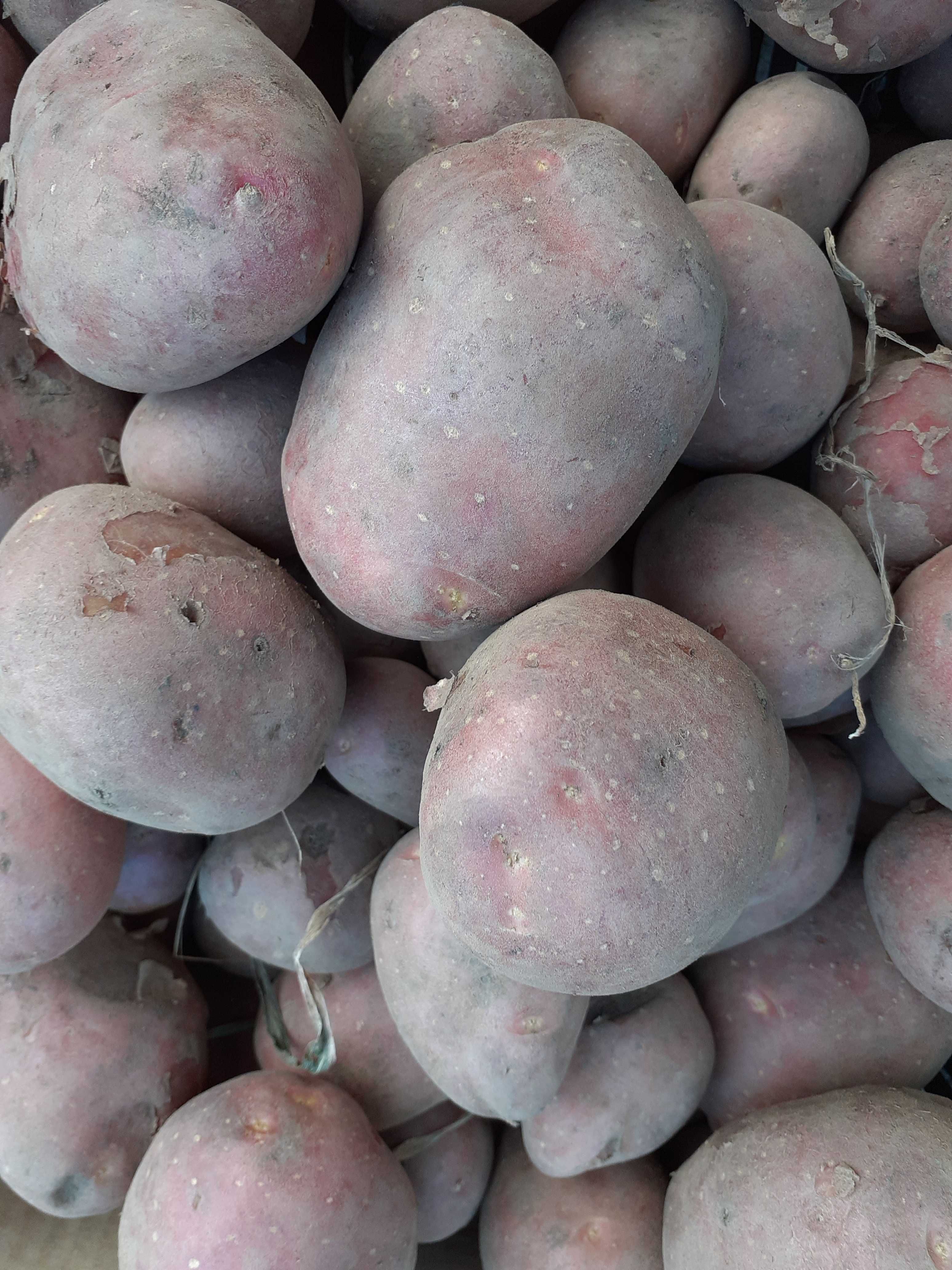 Ziemniak ziemniaki wielkość sadzeniaka czerwony red lady  bellarosa
