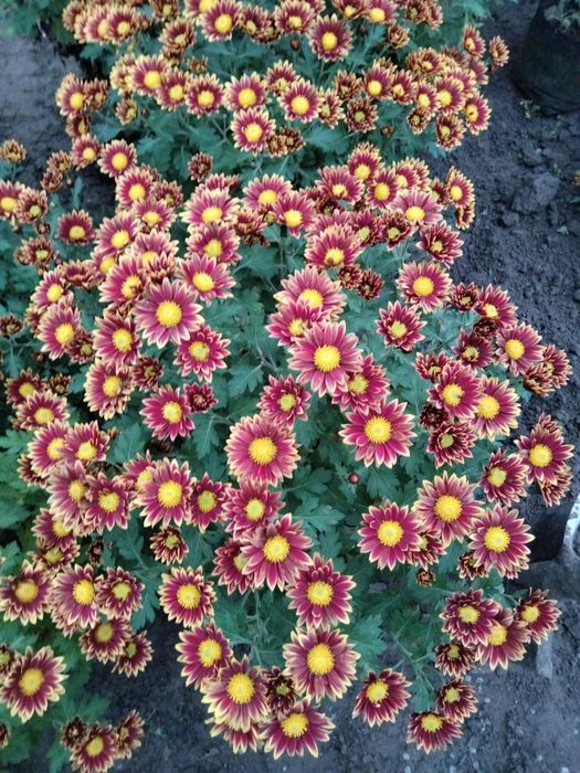 Хризантема мультифлора Циркус Руж