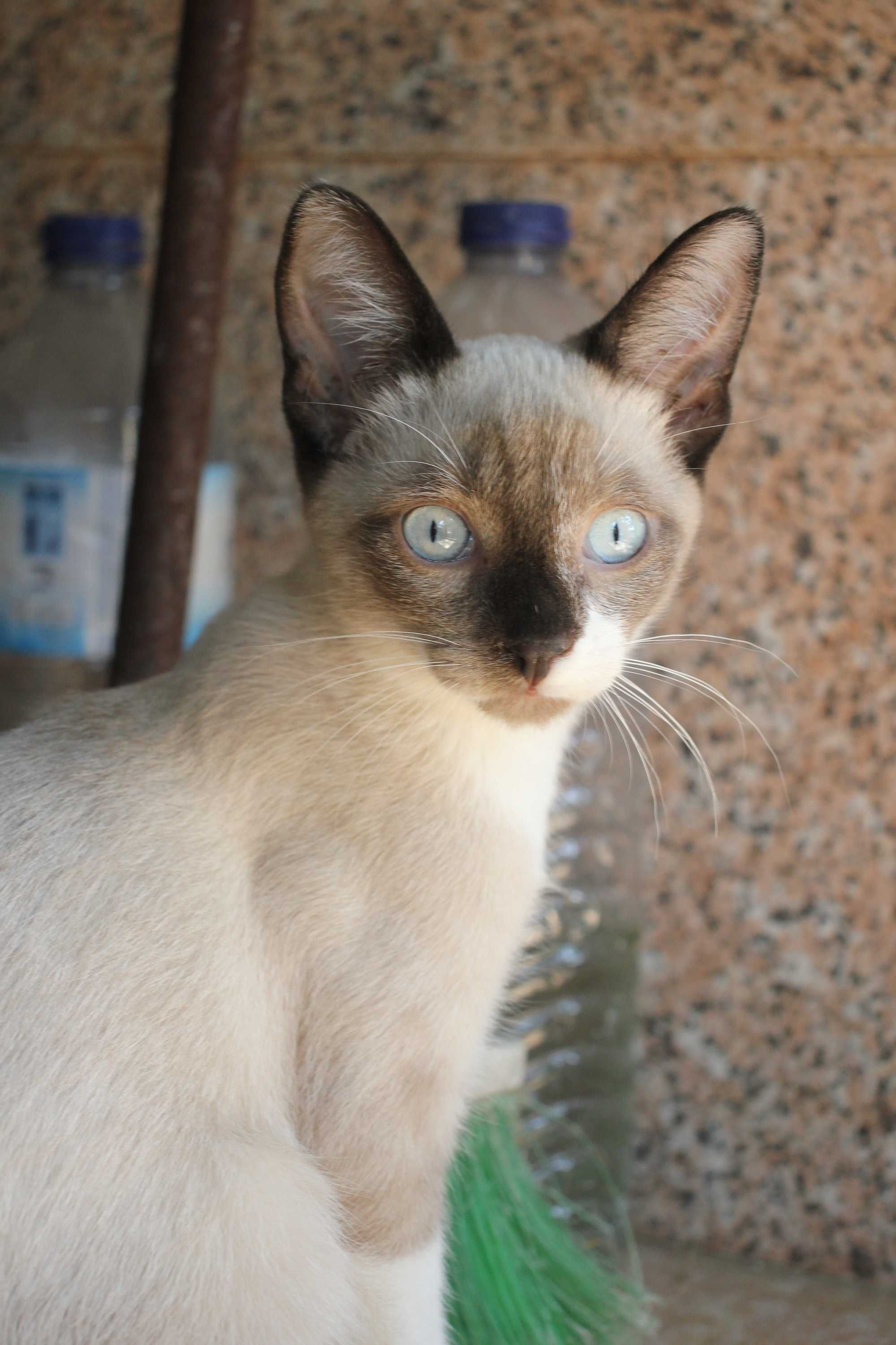 MACHO | Gatinho de olhos azuis e com a 1.a vacina para adoção