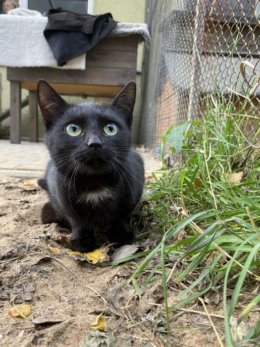 Kotka czarna młoda roczna PUSZCZA adopcja schronisko